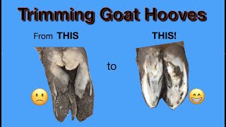 How to Trim Hooves  Goat amp Sheep [upl. by Vacuva]