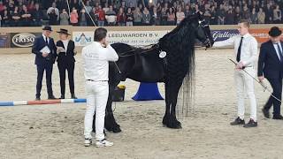 King👑 of the stallions JASPER 366 The one and only 😍 Friesian Horse [upl. by Toni]