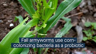 The fall armyworm uses a bacterium from its corn host as a growthpromoting probiotic [upl. by Akemor]