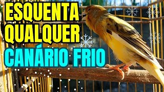 Canario Belga Cantando  Canto de Canário Belga para Esquentar Qualquer Canário Frio MUITO EFICAZ [upl. by Bouzoun816]