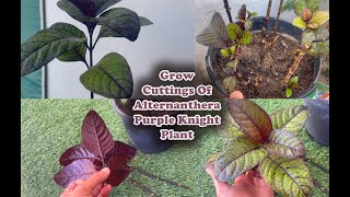 How to grow Alternanthera Purple Knight Plant from cuttings [upl. by Papp]