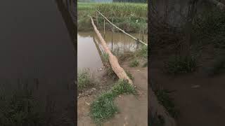 single wood bridge for villagers [upl. by Eduam]