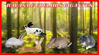 Guia Completo 5 Raças de Coelhos Gigantes que Você Precisa Conhecer coelho coelhos cunicultura [upl. by Butta436]