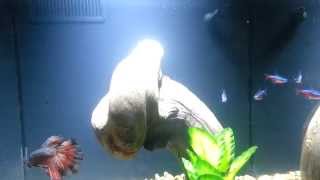 HM Rosetail Betta amp Cardinal Tetras Aqueon Evolve 8 [upl. by Esinek]