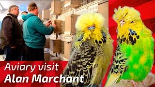 EXHIBITION BUDGERIGAR BREEDER Alan Marchant United Kingdom Budgie Planet MUHABBET perruche peri [upl. by Adrianne]