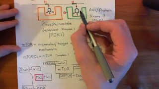 The Growth Factor Receptor and PI3K  AKT  mTOR Pathway Part 4 [upl. by Fugazy729]