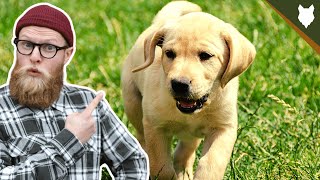 What To Do With A NEW LABRADOR PUPPY [upl. by Franklin]