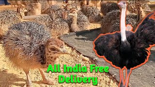 Ostrich Chicks For Sale All India Free Delivery919332802826 [upl. by Nahij]