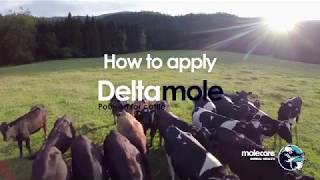 How To Apply Deltamole  Fly control Pour On For Cattle from Molecare [upl. by Manvell]