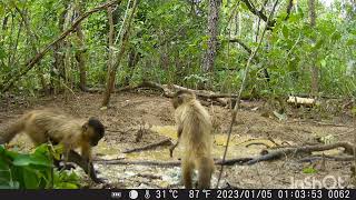 macacada comendo milho 🌽 é muito macaco [upl. by Eldnek]