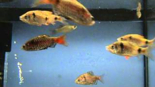 XL Odessa Barb Puntius ticto for sale at Tyne Valley Aquatics [upl. by Asira]