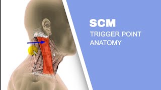 Sternocleidomastoid Muscle SCM Trigger Points [upl. by Tan361]