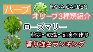 ガーデニング ハーブ｜種類・特徴・楽しみ方｜これもハーブ？好きな香りのハーブを育てたい [upl. by Itnahs165]