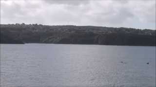 Bottlenose dolphins in Fishguard Harbour [upl. by Ardrey]