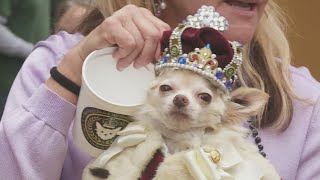 Krewe of Barkus and other to roll Sunday [upl. by Initof]