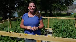 Get It Growing Here’s how to pollinate vegetable flowers [upl. by Neddra972]