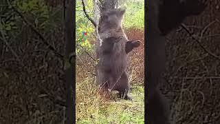 Una cámara oculta captó a un oso pardo disfrutando de un árbol para rascarse y marcar territorio [upl. by Dall141]