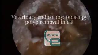 Veterinary Endoscopy otoscopy endoscopically polyp removal in cat [upl. by Cutter]