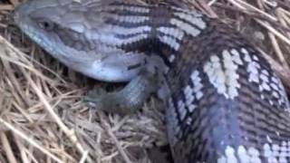 Blue tongue lizard [upl. by Haff908]