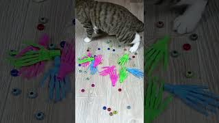 Cat barsik reverse video ASMR cat billi catvideos [upl. by Luther]