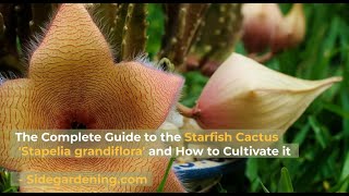 The Complete Guide to the Starfish Cactus Flower Stapelia grandiflora and How to Cultivate it [upl. by Hannazus]