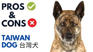 Taiwan Dog Pros and Cons  台灣犬 Formosan Mountain Dog Advantages and Disadvantages [upl. by Ambler]