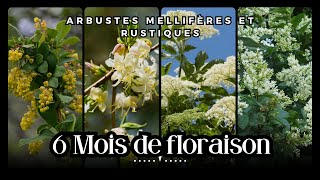 5 ARBUSTES pour une haie qui fleurit 6 MOIS Arbustes mellifères [upl. by Mahau899]