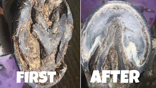 🔨Compilation of Satisfying Horse 🐎Hoof Restoration TRIMMING ONLY farrier Guru☺️ [upl. by Kirven]