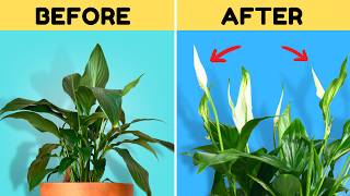 Do THIS to Get Your Peace Lily to Flower Again [upl. by Ahsennod353]