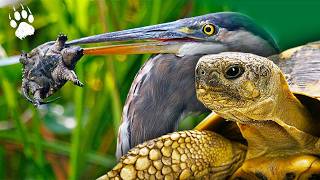 TRAFFIC de tortues  Elles disparaissent sous nos yeux  🐢 🌾  Documentaire animalier HD  AMP [upl. by Markus]