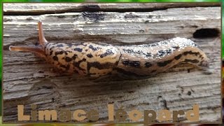 Limax maximus  Linnaeus 1758  Limacidae  Limace léopard limace tigrée  042017 [upl. by Davidoff227]