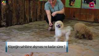 Köpeğin sahibine alışması ne kadar sürer [upl. by Ethelind]