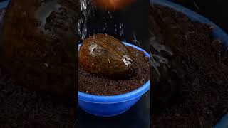 How to germinate Coconut Tree Fast From SeedShorts [upl. by Mcneely]