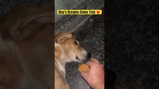 Hungry Dog’s Dreams Come True shorts ytshorts doglover animalscasa cutedogs [upl. by Udella509]