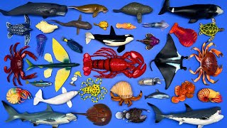 35 Sea Creatures Manta Ray Vaquita Lobster Angler Fish Manatee Octopus Sharks Etc MN069 [upl. by Itnaihc]