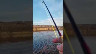 Salmon fishing in northen Norway [upl. by Ennayhc]