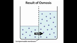 Osmosis [upl. by Collins15]