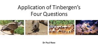 Tinbergens Four Questions Applications and a worked example [upl. by Bravin]