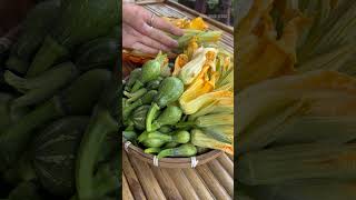 Harvesting baby butternut farming [upl. by Sammie]