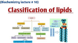 Classification of lipids [upl. by Merkley769]