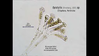 Epistylis sp Vid [upl. by Shuping]