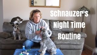 Schnauzer Night Time Routine  Schnauzer Dental Care  Schnauzer [upl. by Iruy]