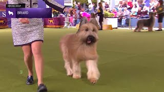 Briards  Breed Judging 2024 [upl. by Kendrah]