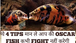 ये 4 TIPS मान लें आप की OSCAR FISH कभी FIGHT नहीं करेगी। [upl. by Yaya]