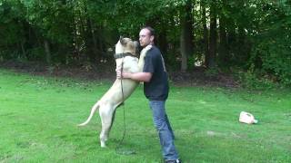 Presa Canario  Sanders Dino [upl. by Arrik]