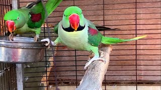 Alexandrine Parrot Breeding Pair  Big Size [upl. by Xena]