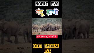 🔥CTET Special elephants facts EVs shorts [upl. by Ebba217]