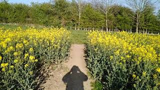 Walk from Leconfield to Beverley 19th April 2019 [upl. by Merralee]