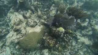 Key Largo Coral Reef [upl. by Ronyar]