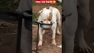 dog puppy doglover dogtraining pitbull short ytshorts youtubeshorts pitbulldog [upl. by Nylahs]